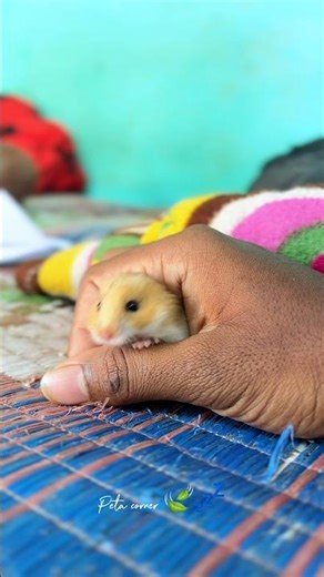 Hamster🐹There is only one game 🤕⁉️🥴#petscorner #hamster #tirunelveli #pets #petsvideo #yt