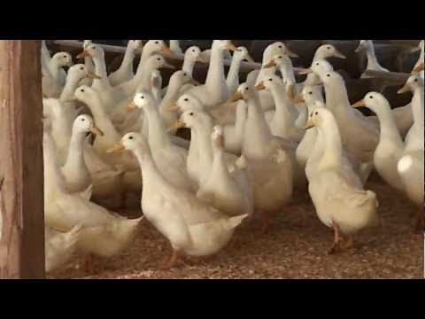 Buy Order Ducklings - White Layer Ducks - Metzer Farms