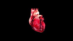clip-1031658932-animation-3d-heart-anatomy
