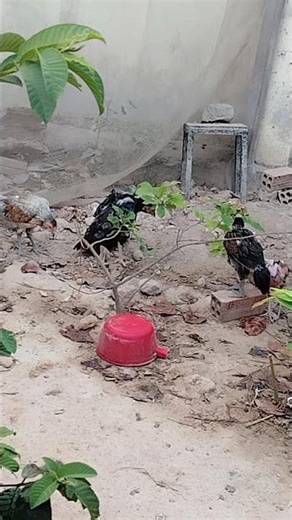 Organic Chicken Farming – No Chemicals, 100% Natural