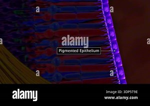 3d animation of human retina anatomy showing photoreceptor cells, bipolar cells, ganglion cells, and optic nerve Stock Video Footage - Alamy
