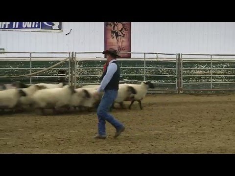 Sheep Handling Demonstration with Curt Pate