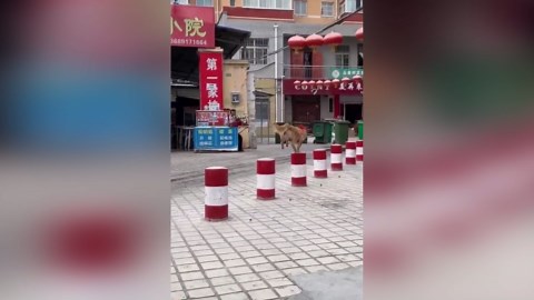 Funny Dog: Dogs Who Act Like the Stars of Comedy!