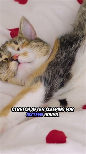 Cats Doing Yoga Poses