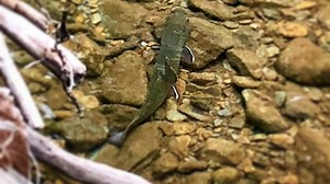 What are the Best Streamers for Brook Trout - Wade the South