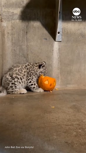 5.6M views · 88K reactions | An adorable snow leopard cub named Juniper was treated to her first pumpkin during Halloween-themed enrichment at the John Ball Zoo in Grand Rapids, Michigan.  https://abcnews.visitlink.me/Y1Tfja | ABC News | Facebook
