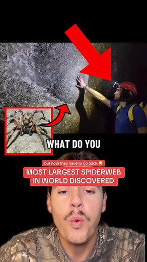 4K views · 12 comments | Scientists have discovered the world’s largest spiderweb in a Sulfur Cave, stretching over 1,140 square feet. The web houses around 110,000 spiders from two rival species, marking the first recorded case of colonial web formation between them.  what do you think?  | Nicholas Piff Peterson | Facebook