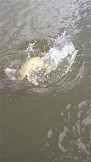 #handmade #fishing #lure #alien_predator_lures