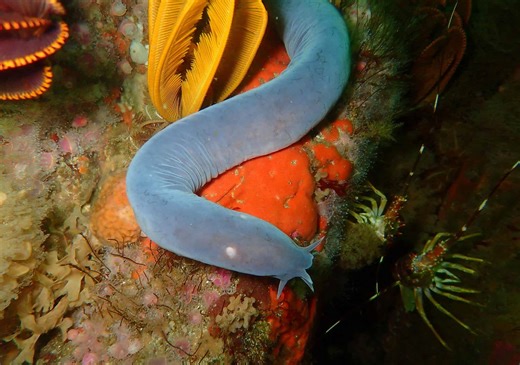 What Is Hagfish Slime, and Why Is It So Powerful?
