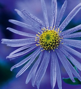 Aster x frikartii ‘Mönch’