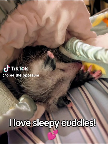 Opie the OPossum on TikTok