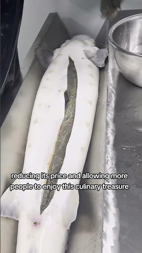Quick Sturgeon Caviar Harvest, How Farming Has Made Caviar More Accessible
