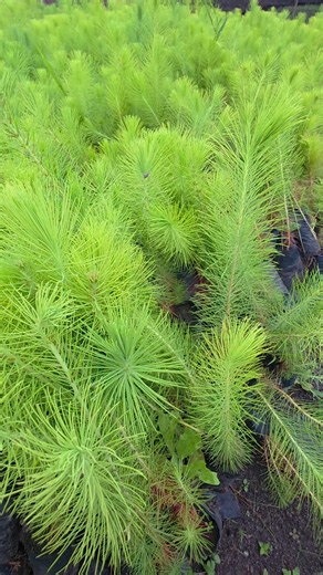 Early maturing pine tree seedlings readily available at Noble Seedlings Limited 🌱 k8 each Call or WhatsApp 097 5525483 for orders we're in Ndola and Chingola with delivery options across the country #zambiantiktok🇿🇲 #zambia #timber