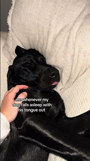 I just wanna squish!! 🥹 #dog #dogs #viral