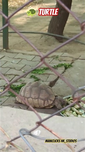 Busy 🐢#nature #naturelovers#naturephotography #travel#zoo #universe#animals #turtle #vibes #tourism