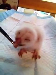 115K views · 939 reactions | Baby Barred Owlet!!! This baby fell from his nest site today and will be re-nested (boxed) tomorrow pm. We will also put the other babies in the nesting box so that they will all be together and safe. The crook of a tree, in this case, is NOT adequate for this clutch of fast growing Owlets. Enjoy! | A Place Called Hope | Facebook