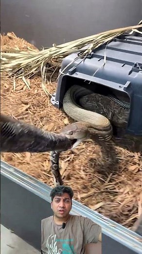 Snake Kings Faceoff King Cobra vs Python