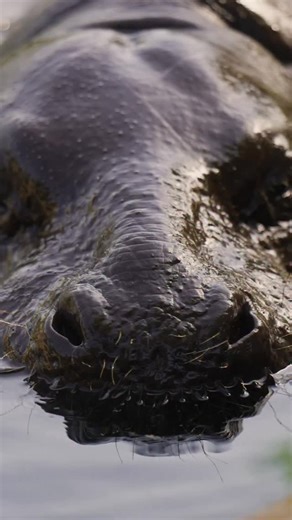 20K views · 447 reactions | Shy, speedy, and seriously cute! Which fact did you like the most? [pygmy hippos, cute hippos, infographics, facts, 5 fun facts, wildlife, wild animals, every life matters, vantara] | Vantara | Facebook