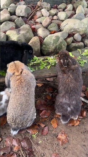 Adorable Bunny Moments That Will Melt Your Heart!