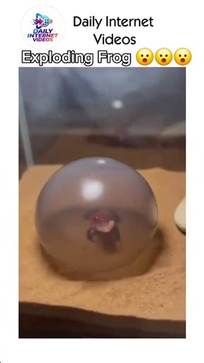 Exploding Frog 😮😮😮