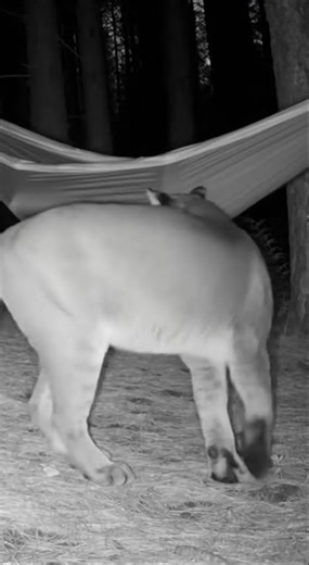 Mountain Lion Tries to Climb Into a Hammock at Night Trail Cam
