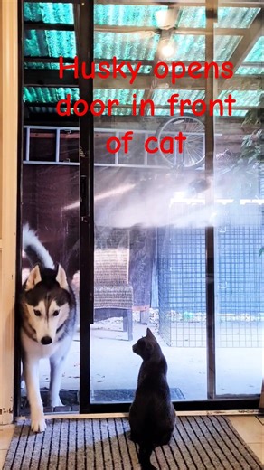 Husky opens sliding door in front of cat #shorts #cat #dog #funny #short #pets #husky #cute