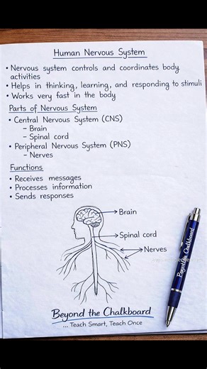 Understanding the Human Nervous System: Structure and Functions