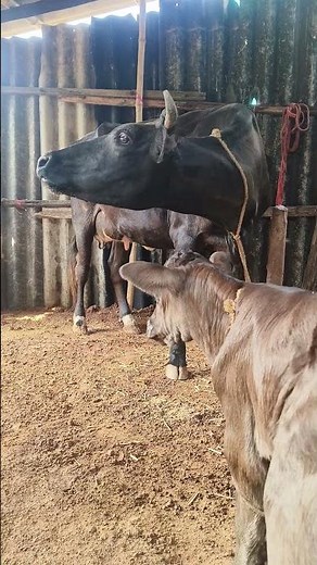 cow Moo sounds after giving birth to a cute 🥰 baby cow ♥️🥰👍 beautiful