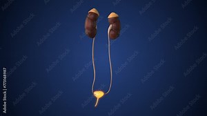 female Urinary tract animation concept