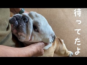 【おはぶる】買い物から帰ってきたパパを熱烈に出迎えるブルドッグのぶるまる