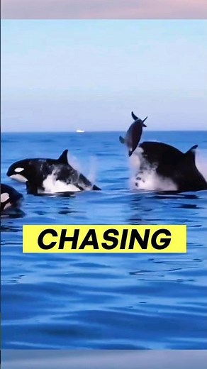 Why Are Orcas So Ruthless Towards Dolphins?