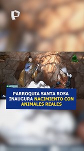 🌟 ¡Inusual! Nacimiento navideño con animales vivos cautiva a familias en el Callao Decenas de familias en el Callao están visitando un inusual nacimiento navideño instalado en la parroquia Santa Rosa . Un antiguo salón fue transformado en un pesebre de grandes dimensiones que incorpora animales vivos y una escenografía detallada 🐑. El padre Pedro Lima impulsó la iniciativa para reforzar la fe y ofrecer una experiencia cercana a las nuevas generaciones 🗣️. Se recreó una cueva a escala real usa