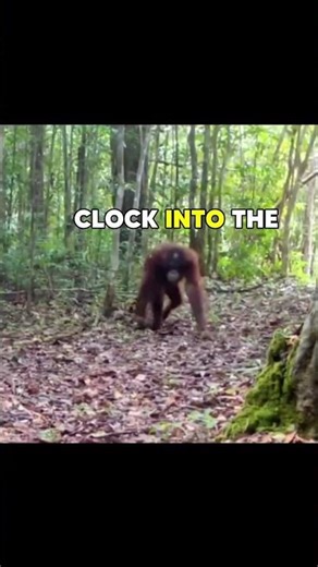 Monkey clocks into forest