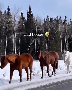 Some things in the Yukon never get old. 🐎 📍: Traditional territory of the Champagne and Aishihik First Nations, Travel Yukon 🎥: north_phase via Instagram *PSA: Remember, the chance to observe wildlife as they go about their natural lives is one of the most special experiences we can encounter! Respect wildlife and always keep your distance. If taking pictures, use a super zoom lens to get a great picture like ours. Our majestic wildlife thank you in advance. 🙏 | Canada Keep Exploring