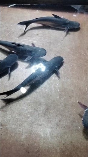 मछली #amazingfishing #fish #fishing 🎣🎣🎣😱😱😱