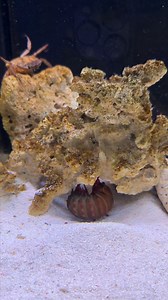 52K views · 304 reactions | One Punch Mantis shrimp vs crab in deadly fight! | Hai Hai | Facebook