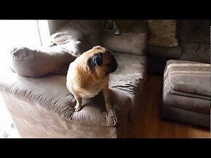 Funny whining Pug!!!