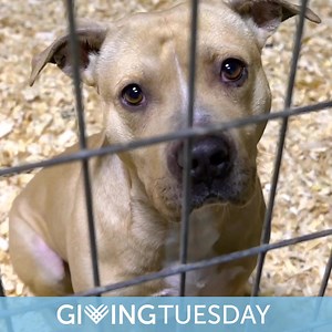 2K reactions · 266 shares | This Giving Tuesday, you can give helpless animals a new beginning. Your lifesaving gift today can give safety, meals, love and so much more to animals who are suffering right now. Donate now and help innocent animals who need us most. Thank you for your kindness李 | ASPCA | Facebook