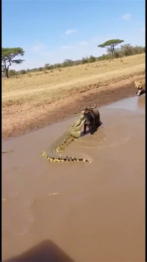 Crocodile vs Lion: Wildebeest Caught in the Middle #animalfight #wildlife #brutal