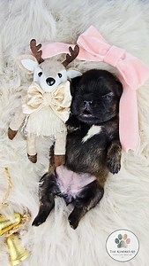 Introducing Cashmere, our gorgeous female Dark Sable French Bulldog —...