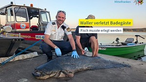 Wollte er nur seine Brut schützen?: Polizei erschießt Riesen-Wels im Brombachsee