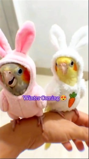 Winter coming 😍 #winter #SpookySeason #funtimes #ontario #lovebirds | Limon Aviary