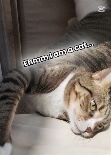 My cat is trapped in the wrong video...#cat#fagris