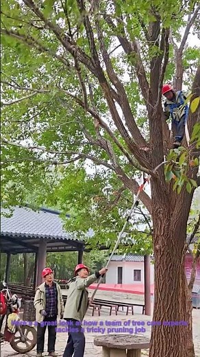 Long Reach Pole Saw Tree Trimming! Team Arborist Work