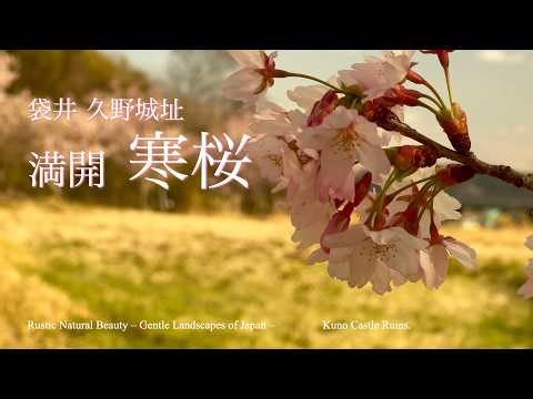 【久野城址の寒桜 2026】 静岡県袋井市の春を歩く｜Kuno Castle Ruins, Spring Walk