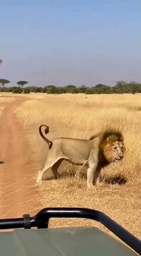 Insane Elephant vs Lion Rescue Caught on Camera #Shorts