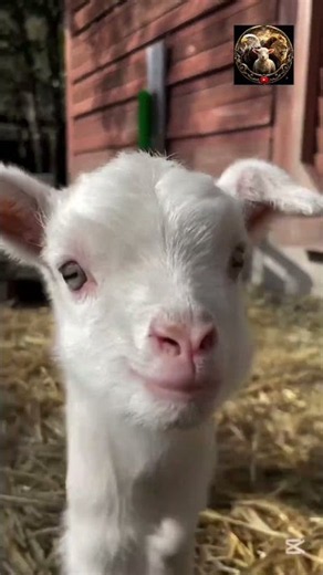 8 Amazing Sheep Facts You Didn’t Know! 🐑 | Fascinating Animal Facts