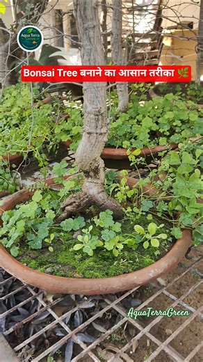 Bonsai Tree बनाने का आसान तरीका 🌿 How to Shape a Bonsai Tree 🌴 #bonsai #bonsaitree #shorts #virel