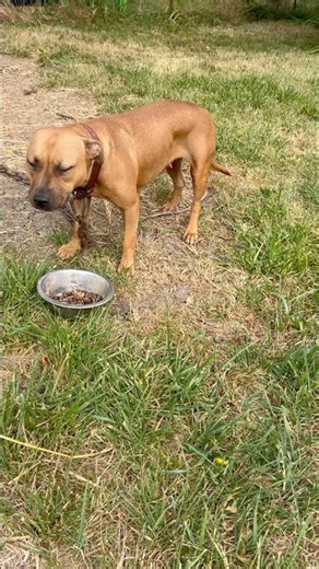 Real Pitbull Red Boy Jocko Bolio Eating Goos Kibble #apbt