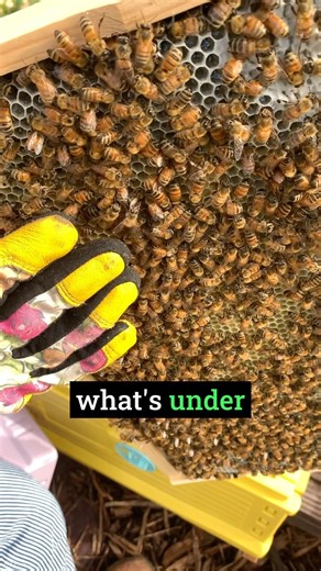 How to Safely Handle Bees: Tapping and Smoking Techniques